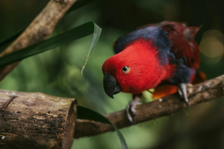 a red and black bird perched on a branch, sumatraism, multicoloured, biodome, birds eye photograph, mid shot