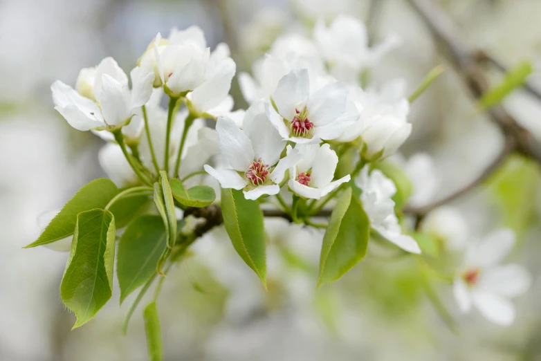 a close up of some white flowers on a tree, by David Garner, unsplash, pear, full frame image, no cropping, idyllic