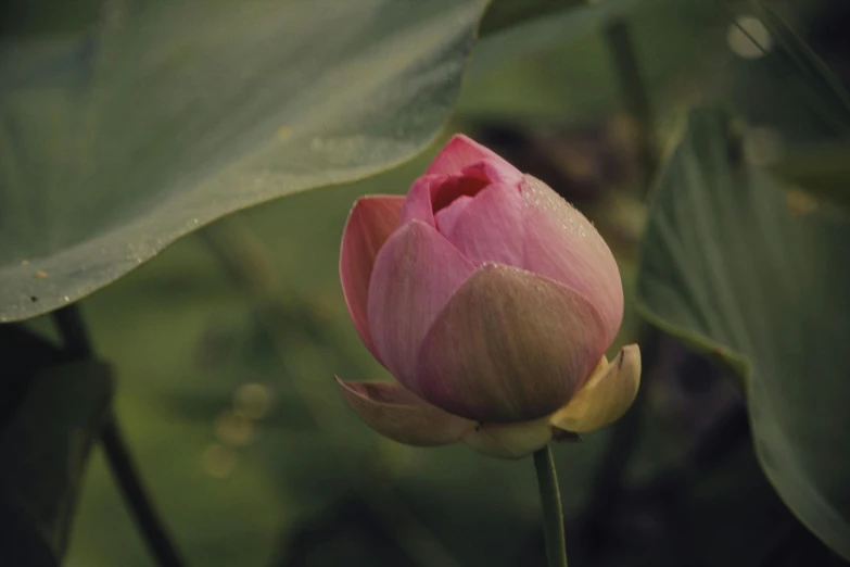 a pink flower sitting on top of a green leaf, unsplash, renaissance, standing gracefully upon a lotus, atmospheric photo, 4 k cinematic still, flowering buds