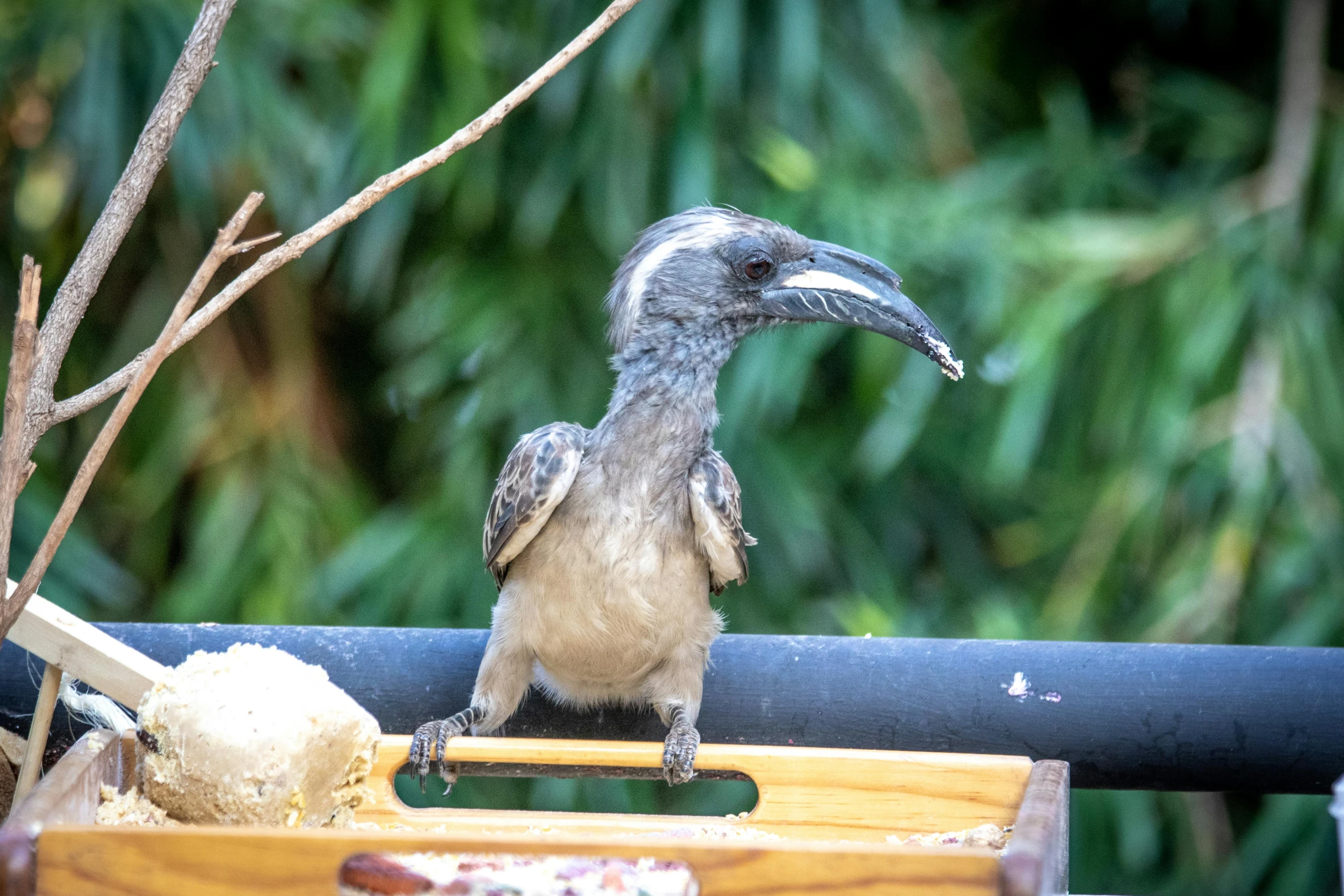 a bird standing on top of a wooden box, by Bernie D’Andrea, pexels contest winner, sumatraism, eating outside, tamandua, closeup of a crow, thumbnail