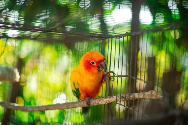 a yellow bird sitting on top of a tree branch, by Julia Pishtar, pexels contest winner, cages, colourful jungle, orange fluffy belly, behind bars