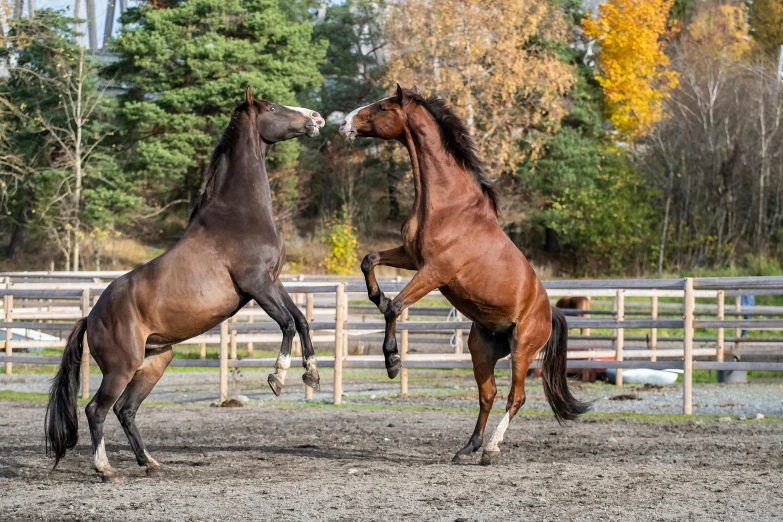 a couple of horses standing on top of a dirt field, pexels contest winner, arabesque, sparring, thumbnail, fall season, in an arena pit