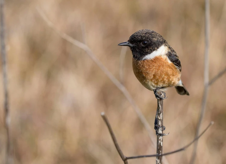 a small bird sitting on top of a tree branch, brown stubble, confident stance, by greg rutkowski, fan favorite