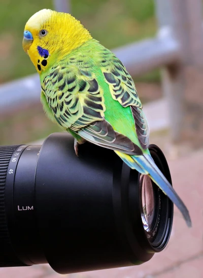 a yellow and green bird sitting on top of a camera, a picture, close to the camera