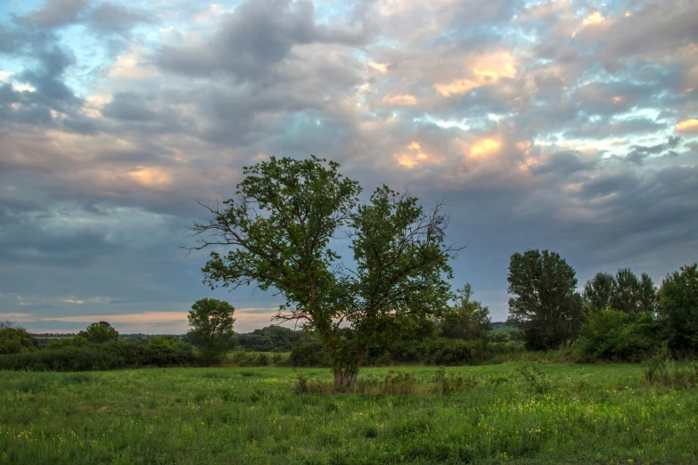 a lone tree in a grassy field under a cloudy sky, a picture, golden hour photograph, william penn state forest, high quality image, wide image