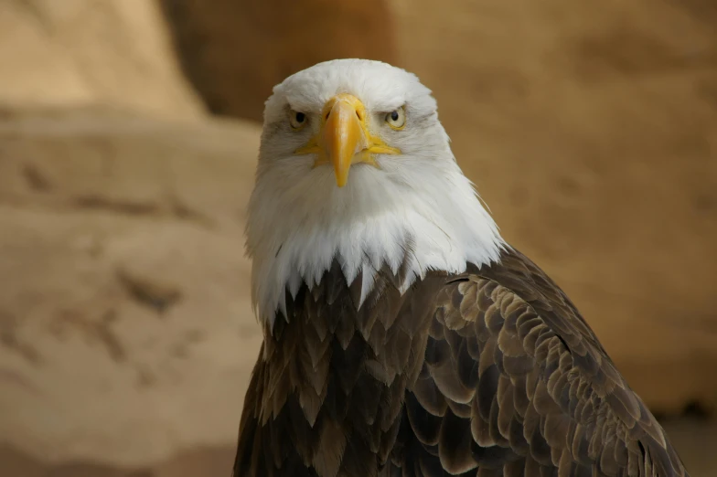 a close up of a bald eagle with a rock in the background, a portrait, pexels contest winner, hurufiyya, avatar image, egyptian, stern expression, 🦩🪐🐞👩🏻🦳