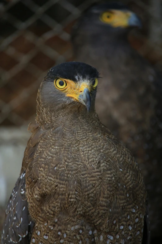 a couple of birds standing next to each other, a portrait, pexels contest winner, hurufiyya, black aarakocra eagle warlord, mid 2 0's female, museum quality photo, geometry