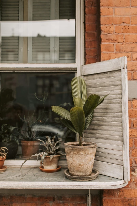 a window sill filled with potted plants, pexels contest winner, arts and crafts movement, muted brown, metal shutter, high quality photo, street corner