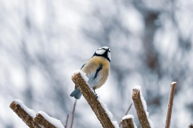 a small bird sitting on top of a tree branch, pexels contest winner, baroque, snow on the body, avatar image, canvas, high resolution photo