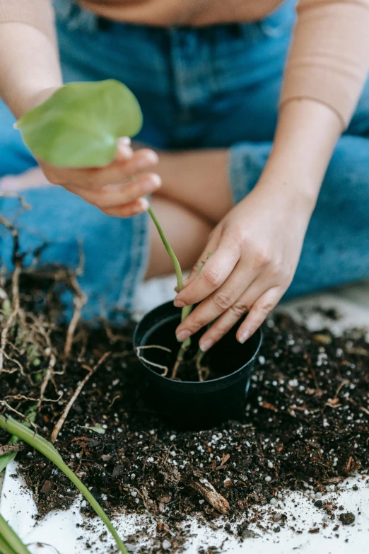 a woman is planting a plant in a pot, pexels contest winner, kailee mandel, basia tran, 💣 💥💣 💥, using a spade