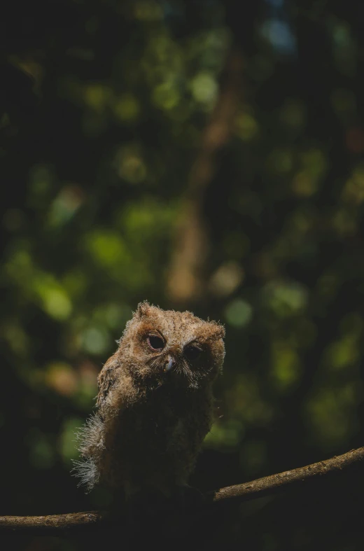 a small owl sitting on top of a tree branch, by Elsa Bleda, soaking wet, unsplash photography, bird\'s eye view, low quality photo