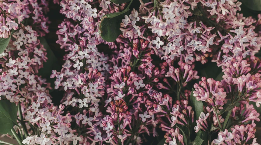 a close up of a bunch of purple and white flowers, trending on unsplash, lilacs, faded pink, full frame image, instagram post