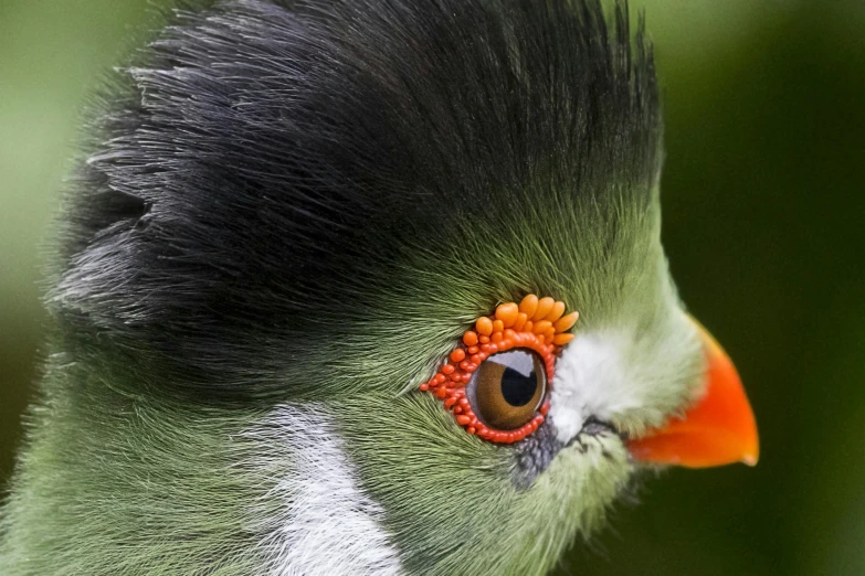 a close up of a bird with a red eye, green mane, turaco morphing chicken, mossy head, birds eye photograph