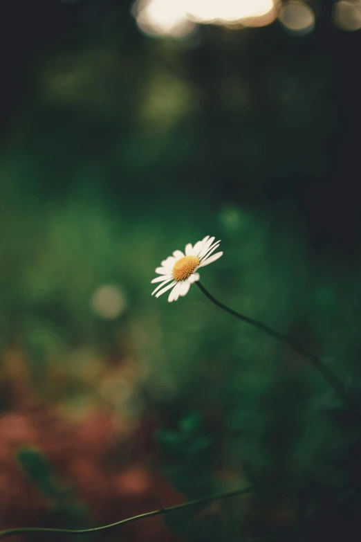 a single white flower sitting on top of a lush green field, a picture, unsplash, minimalism, paul barson, daisy, various posed, 15081959 21121991 01012000 4k