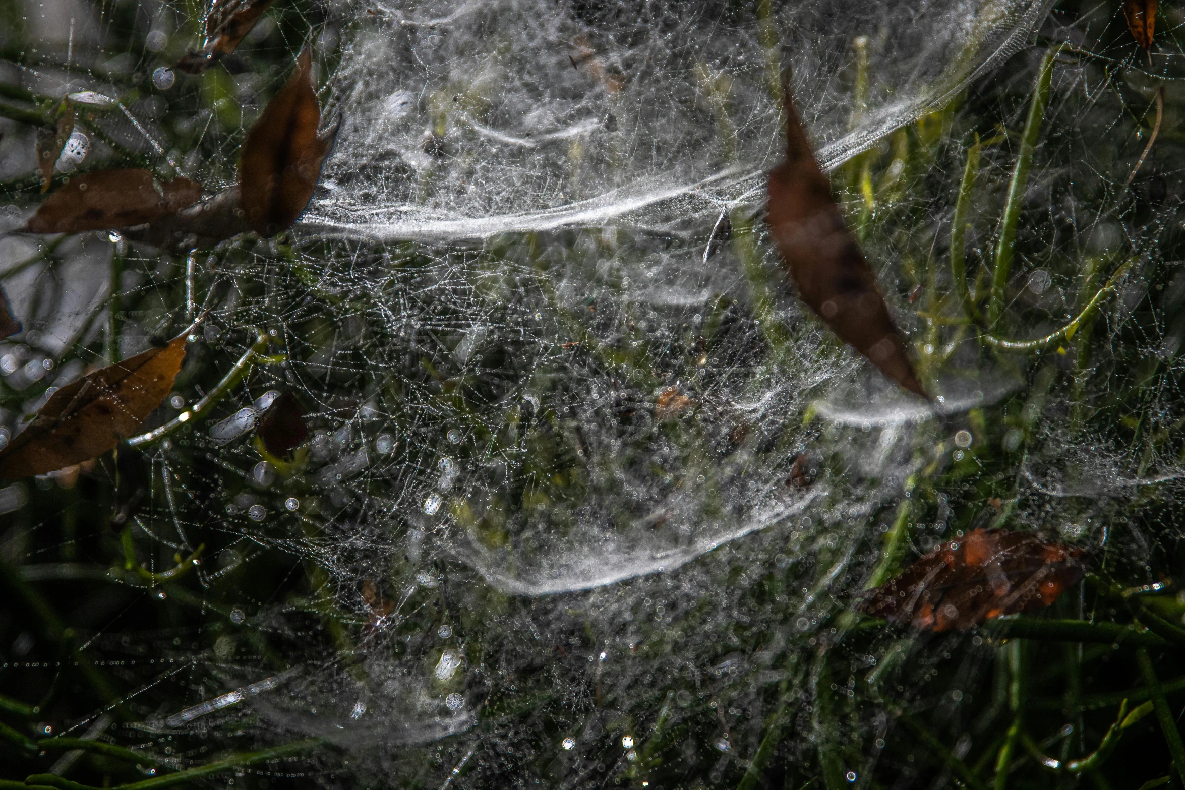 a spider web hanging from a tree branch, a macro photograph, unsplash, net art, feathers ) wet, ash thorp, detailed photo 8 k, wet ground