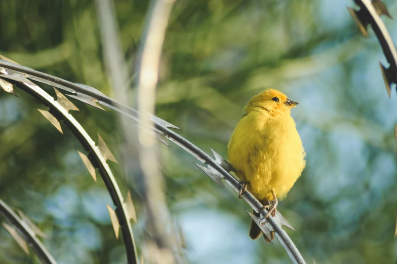 a yellow bird sitting on top of a tree branch, arizona, guide, no cropping, fan favorite