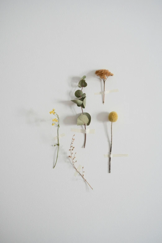 a group of flowers sitting on top of a white surface, dried plants, curated collections, rooted lineage, yellow and olive color scheme