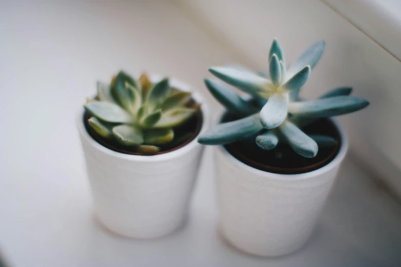 two small potted plants sitting on a window sill, trending on unsplash, close up shots, on a pale background, green pupills, white and grey
