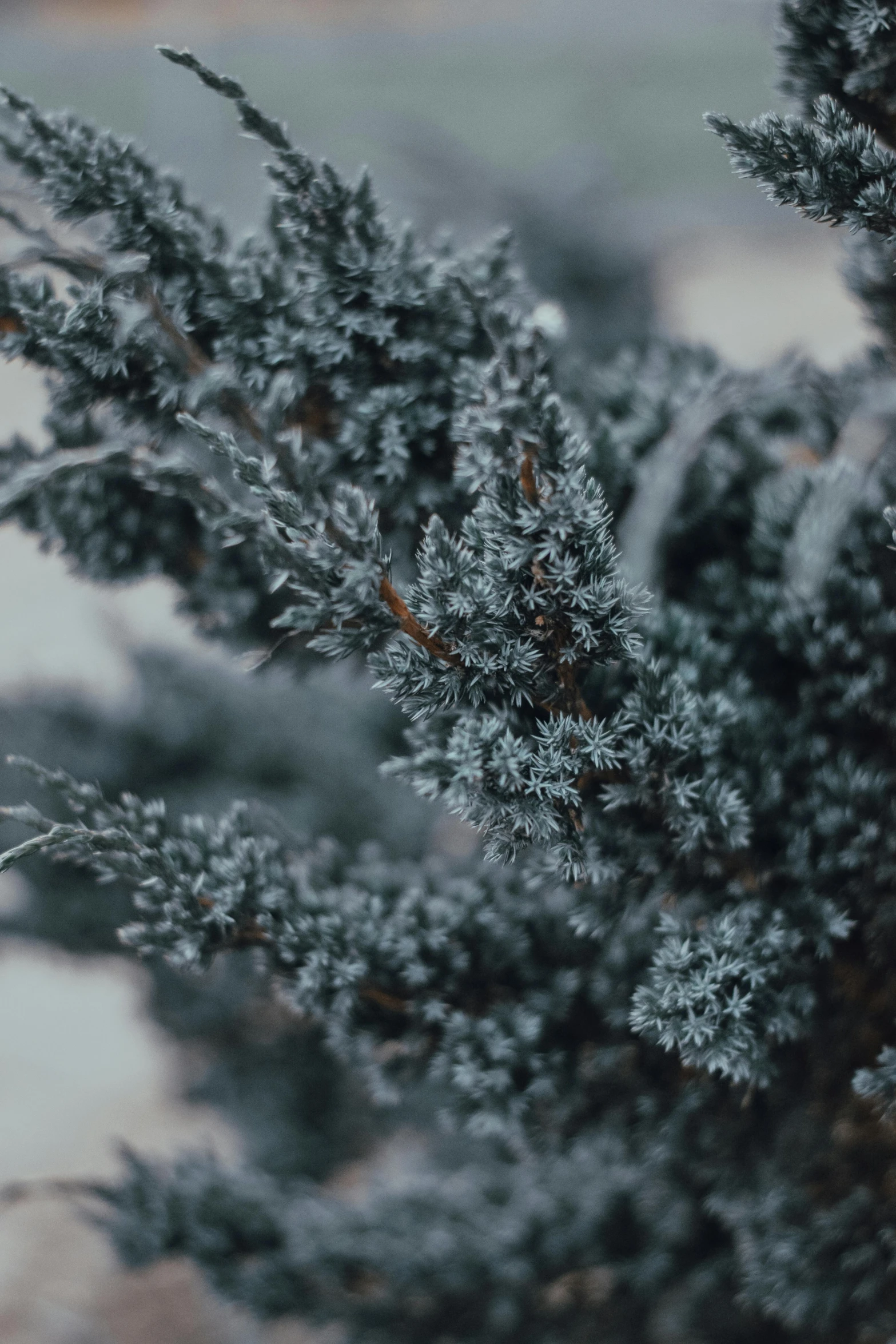 a close up of a plant with frost on it, trending on unsplash, baroque, dressed in a gray, cypresses, desaturated blue, 🦑 design