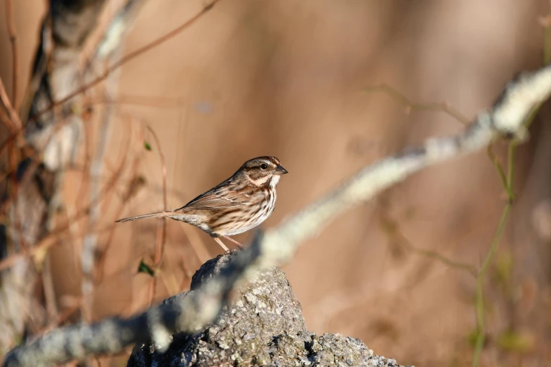 a small bird sitting on top of a rock, by Neil Blevins, pexels contest winner, sparrows, mid 2 0's female, medium format. soft light, hunting