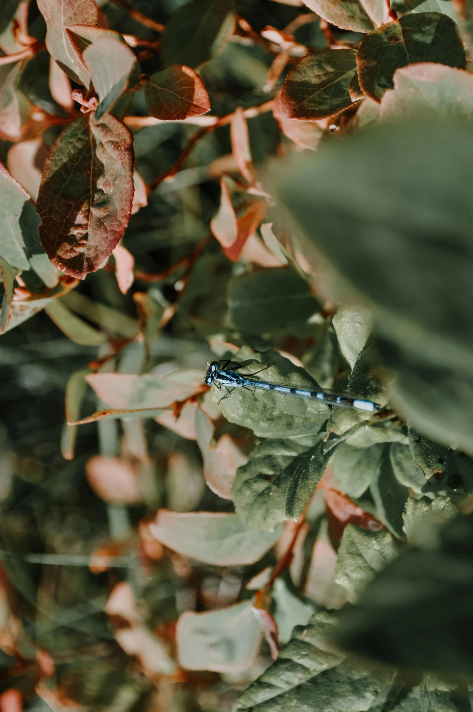 a blue dragonfly sitting on top of a leaf covered tree, unsplash contest winner, lo - fi colors, high angle shot, with soft bushes, color footage