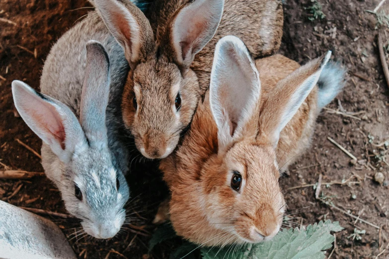 a group of rabbits sitting next to each other, pexels contest winner, 🚿🗝📝, three animals, taking from above, profile image
