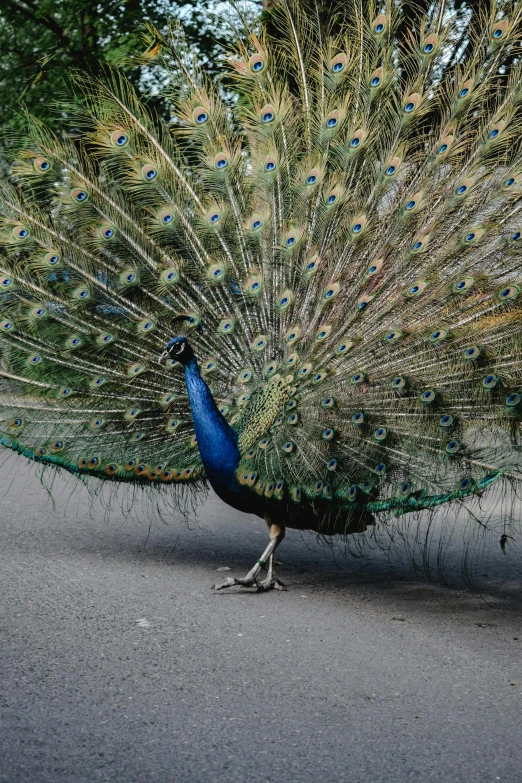 a peacock standing on the side of a road, an album cover, pexels contest winner, arabesque, thick fluffy tail, taken in the mid 2000s, dancing gracefully, staring seductively