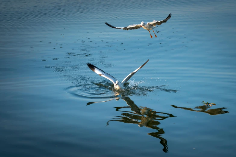 two seagulls flying over a body of water, a picture, by Jan Tengnagel, pexels contest winner, arabesque, waterline refractions, ready to eat, medium shot angle, take off