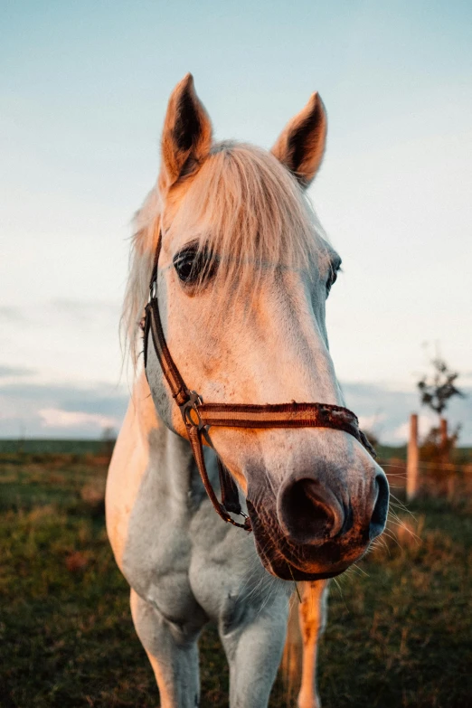 a white horse standing on top of a lush green field, in the evening, up-close, square nose, high-quality photo