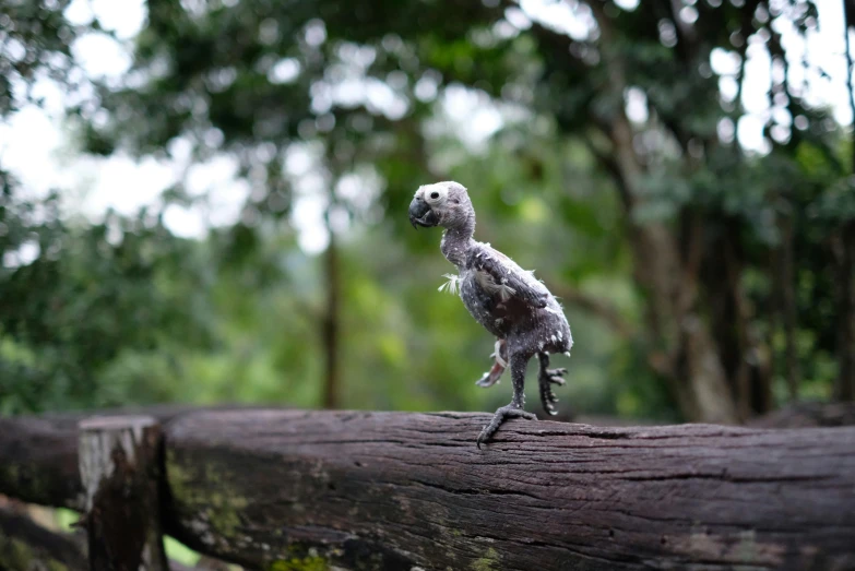 a small bird that is standing on a log, a tilt shift photo, pexels contest winner, environmental art, on a jungle forest train track, chrome skeksis, in claymation, grey