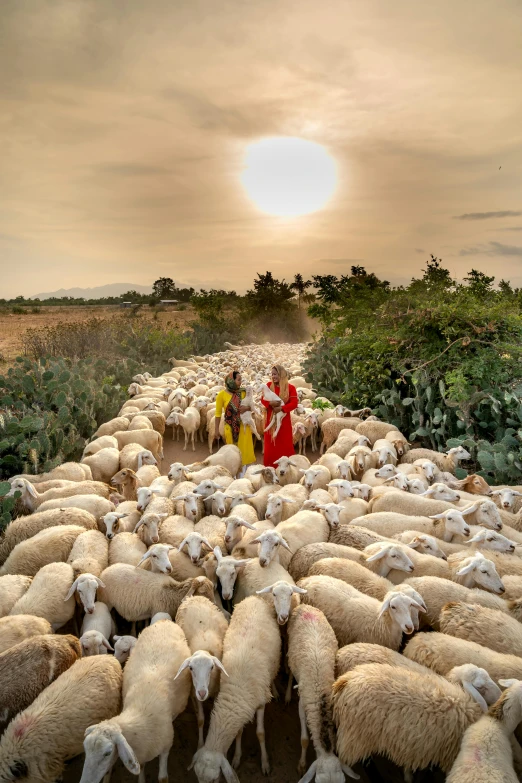 a herd of sheep walking down a dirt road, inspired by Steve McCurry, made out of wool, 2019 trending photo, mediterranean, made of wool
