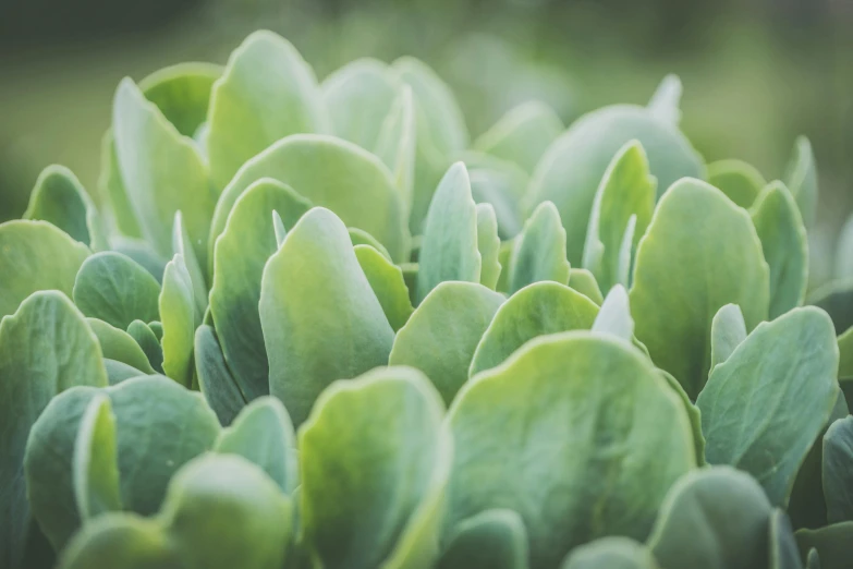 a close up of a bunch of green plants, by Jessie Algie, unsplash, sage, proteus vulgaris, plant armour, grey