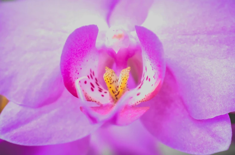 a close up of a flower with a blurry background, a macro photograph, by Adam Marczyński, pexels contest winner, art nouveau, 3 d giant orchid flower, pink violet light, full frame image, full 8k high quality resolution