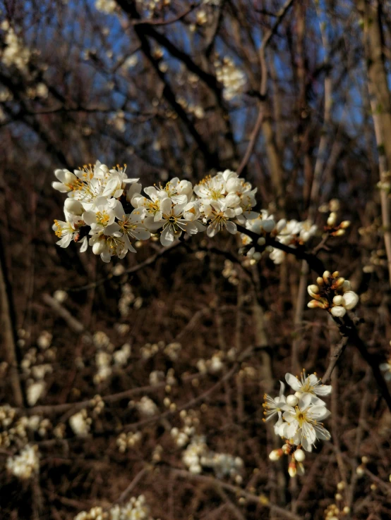 a bunch of white flowers on a tree, by David Simpson, unsplash, taken in the late 2000s, plum blossom, portrait image