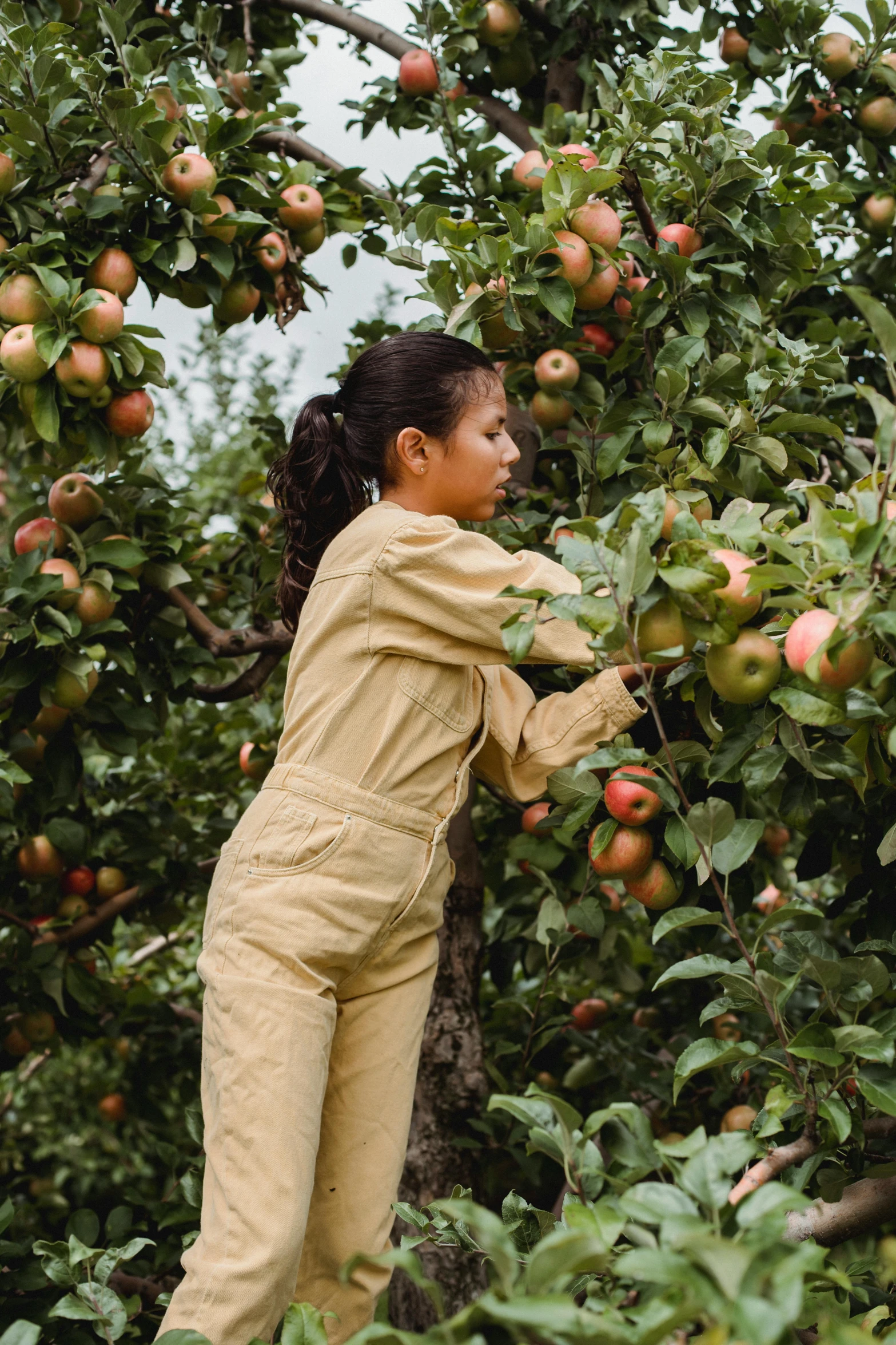 a woman picking apples from a tree in an orchard, pexels contest winner, renaissance, wearing human air force jumpsuit, young asian girl, profile image, promotional image