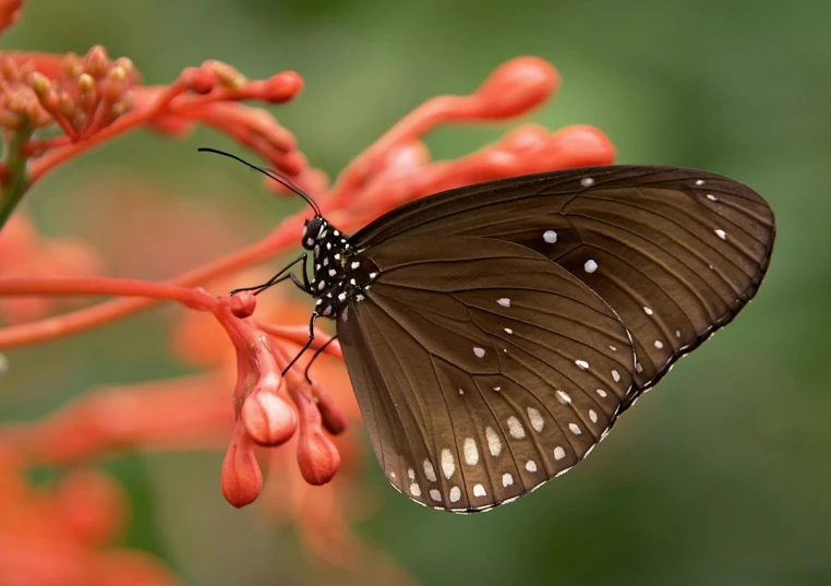 a close up of a butterfly on a flower, black and terracotta, tropical flowers, getty images, 🦩🪐🐞👩🏻🦳