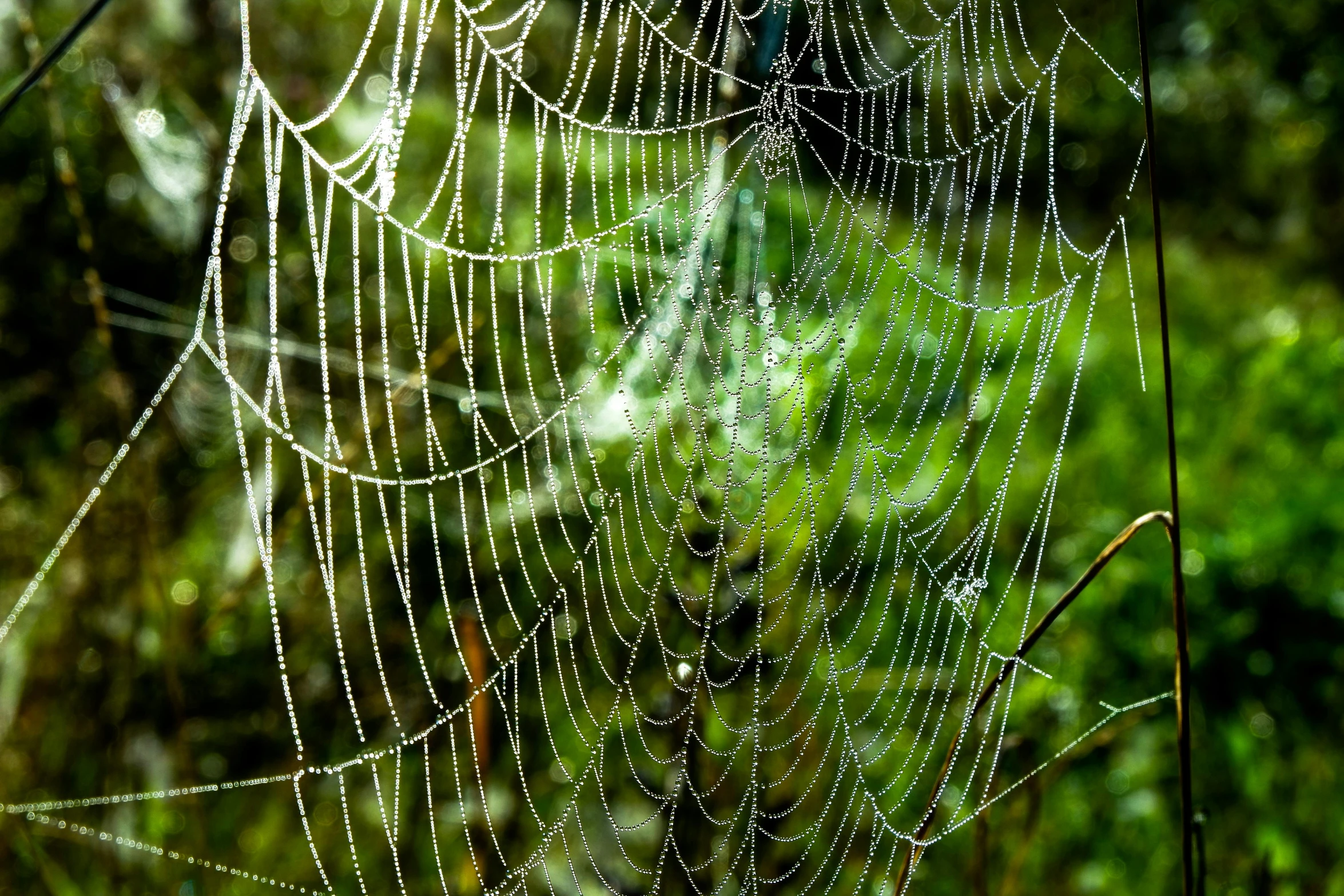 a spider web in the middle of a forest, inspired by Gabriel Dawe, pixabay, net art, strings of pearls, draped with water and spines, morning detail, droplets on the walls