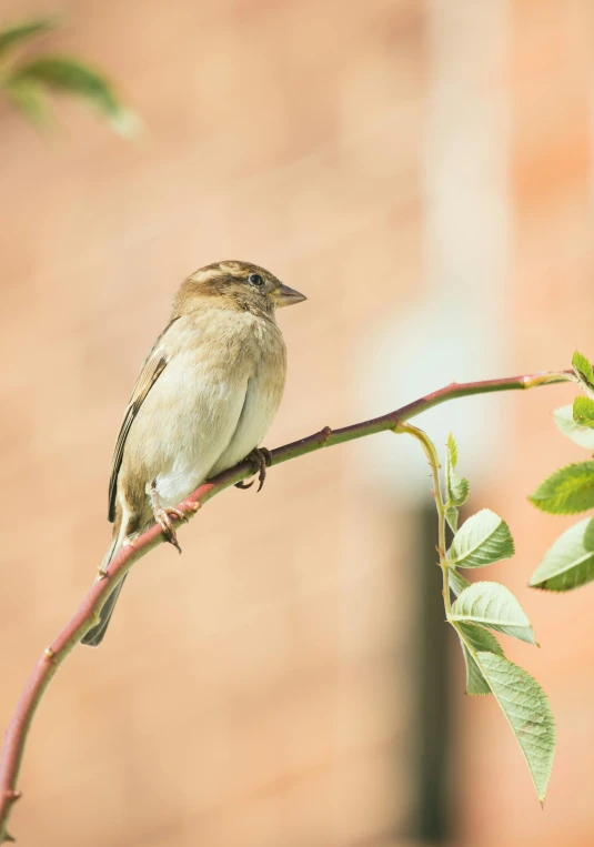 a small bird perched on a branch of a tree, pexels contest winner, arabesque, in a suburban backyard, soft shade, mid 2 0's female, sparrows