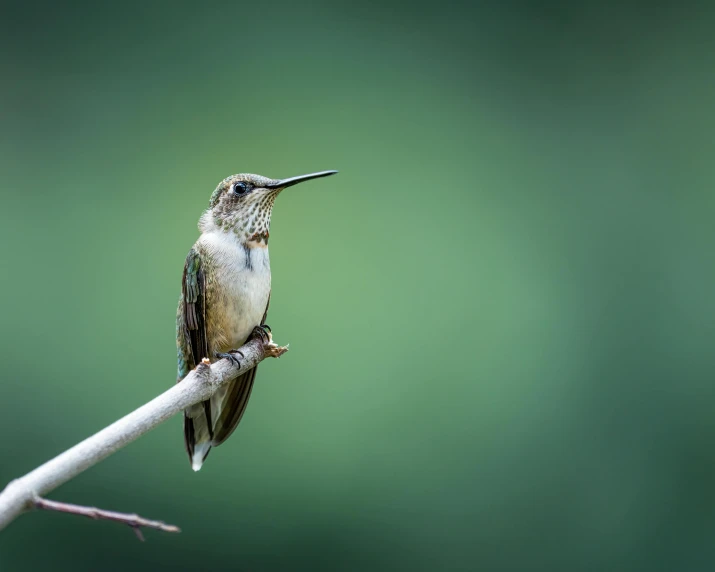 a small bird sitting on top of a tree branch, by Jim Nelson, pexels contest winner, hummingbird, distant thoughtful look, queen of nature, high detail photo