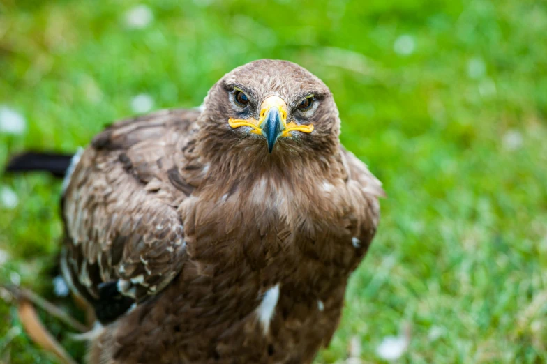 a brown bird standing on top of a lush green field, a portrait, pexels contest winner, hurufiyya, gryphon, avatar image, hawk, ground - level medium shot