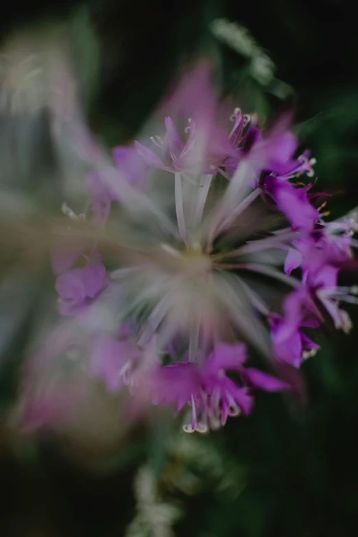 a close up of a flower with a blurry background, a macro photograph, unsplash, renaissance, kaleidoscopic, purple mist, alessio albi, explosion of flowers