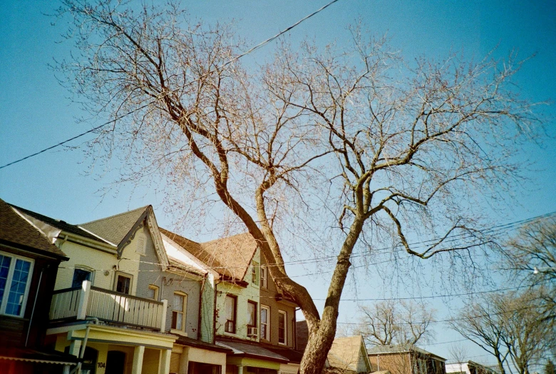 a tree in front of a row of houses, inspired by Elsa Bleda, unsplash, hyperrealism, medium format film photography, midwest town, ((trees)), 1999 photograph