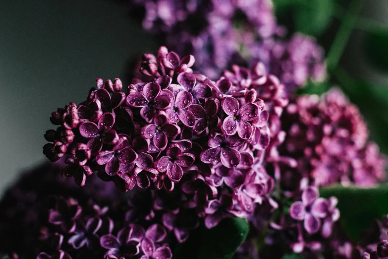 a close up of a bunch of purple flowers, by Carey Morris, pexels, lilac, instagram post, shot on 85mm, decoration