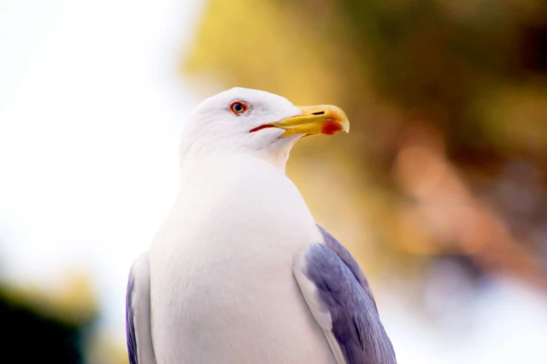 a close up of a seagull with a blurry background, by Julia Pishtar, pexels contest winner, manly, 🦩🪐🐞👩🏻🦳, eating, with a white nose