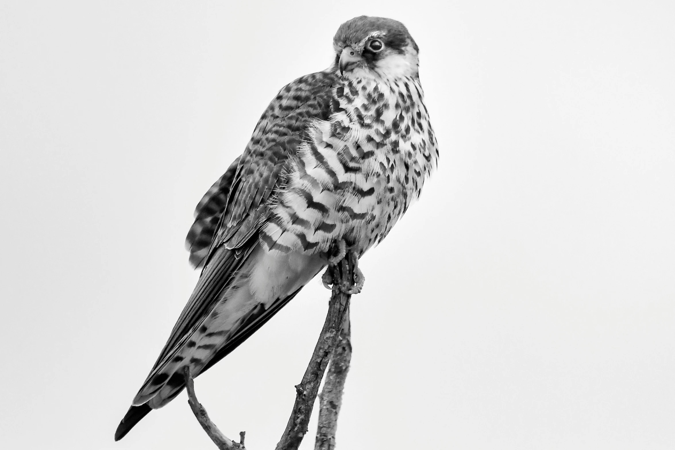 a black and white photo of a bird perched on a branch, spotted ultra realistic, falcon, flat triangle - shaped head, high detail photo