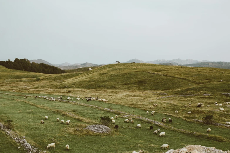 a herd of sheep grazing on a lush green hillside, by Emma Andijewska, unsplash contest winner, land art, slight overcast lighting, 2000s photo, karst landscape, people resting on the grass