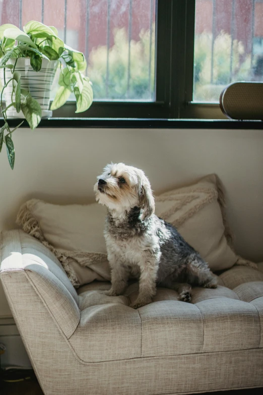 a dog sitting on a couch in front of a window, trending on unsplash, renaissance, sitting on a curly branch, grey, armchairs, lulu chen