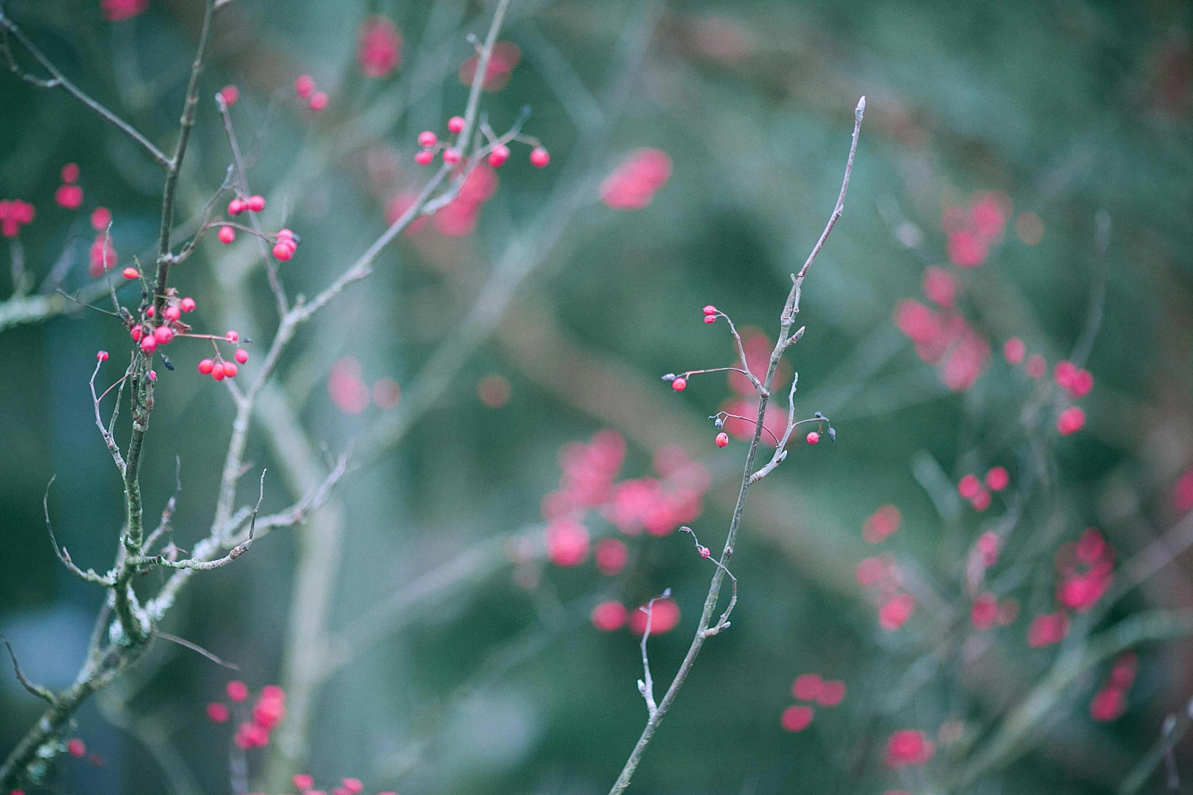 a bird sitting on top of a branch of a tree, inspired by Elsa Bleda, unsplash, tiny crimson petals falling, winter photograph, mystical kew gardens, pink and teal