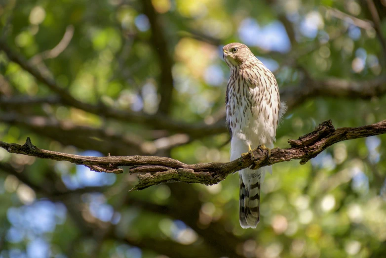 a bird sitting on top of a tree branch, a portrait, unsplash, plein air, hawk, portrait image