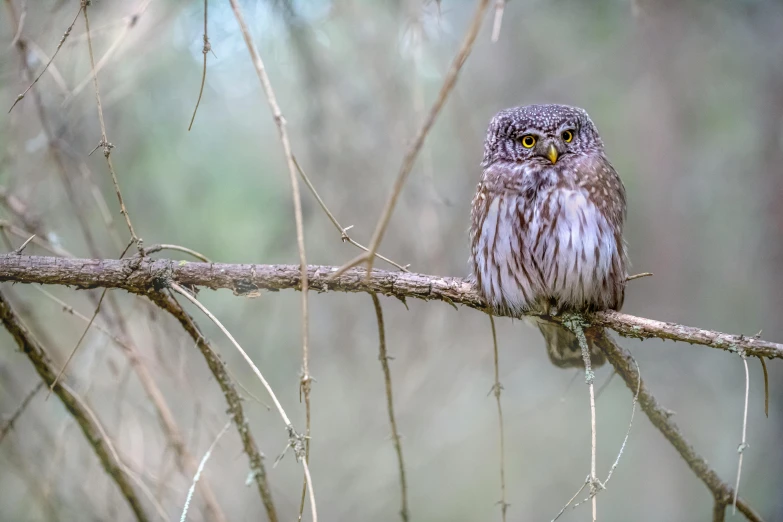 a small owl sitting on top of a tree branch, by John Gibson, pexels contest winner, hurufiyya, “ iron bark, fishing, fine art print, full frame image